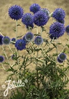 Echinops (Kogeldistel) ritro ssp. ruthenicus 'Platinum Blue'